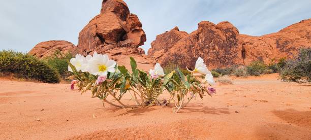 istock Valley of Fire State Park, Nevada 2157178208