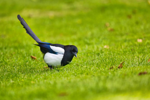 Magpie in a Summer garden looking for food.