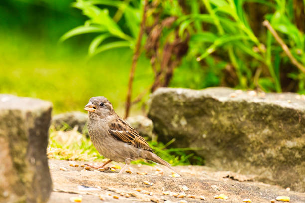 House Sparrow eating a seed in a Summer garden.