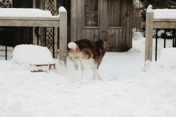 Shot of a cute Afghan Hound watching snow covered Canadian forest outside. Taken in Quebec, Canada, in winter, during the day.