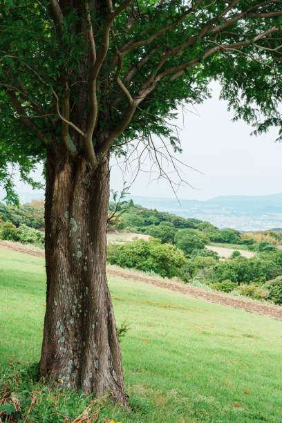 丘の上にある大きな木と奥に見える風景