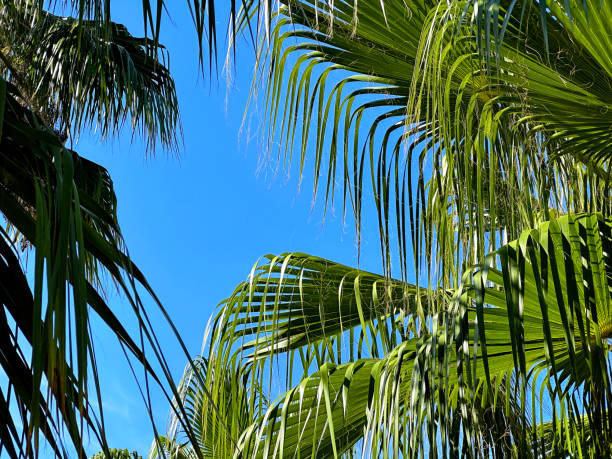 istock Close up green palm tree leaves in sunny day 2157180938