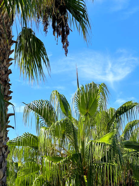 istock Close up green palm tree leaves in sunny day 2157181075