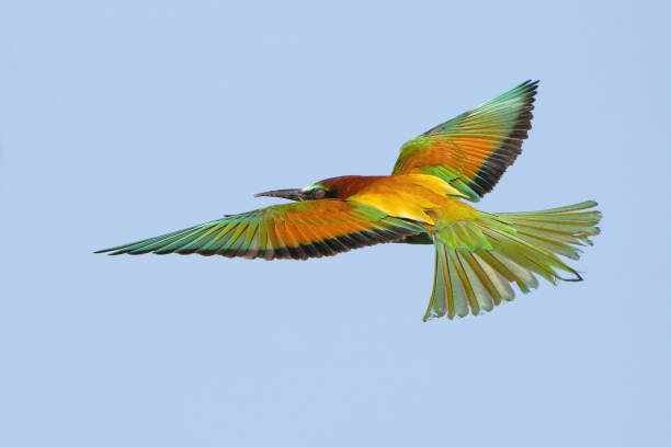 istock European bee-eater Merops Apiaster in the wild. 2157181154