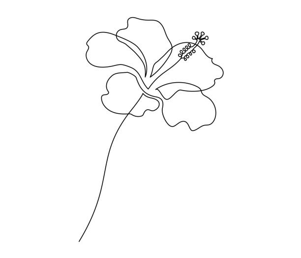 One continuous line drawing of hibiscus flower. Floral abstract symbol in simple linear style. Organic red herbal tea concept in editable stroke. Elegance vector illustration One continuous line drawing of hibiscus flower. Floral abstract symbol in simple linear style. Organic red herbal tea concept in editable stroke. Elegance vector illustration. hibiscus flower tattoo designs stock illustrations