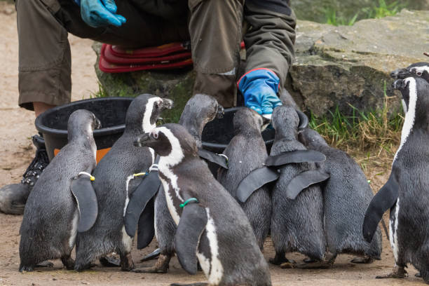 istock Invitation for a handshake with the curious Magellanic penguin 2157181979