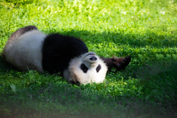 istock cheerful playing pandas on green lawn 2157182072