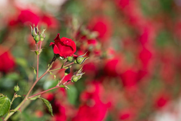 Red rose bud and red roses on a red background.