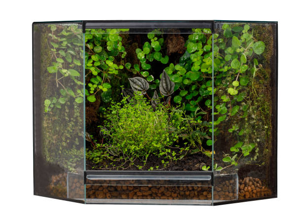 istock Tropical Terrarium with Lush Green Plants 2157184247
