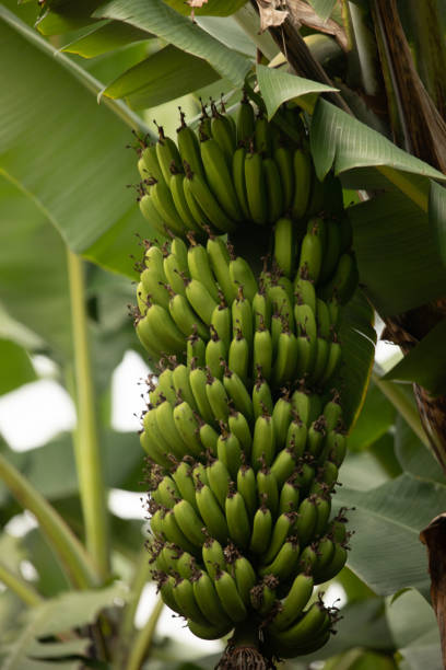 istock Unripe bananas in the jungle close up 2157184405