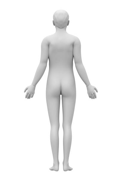 3D rendered image of a man standing. For medical science, anatomy, and art.