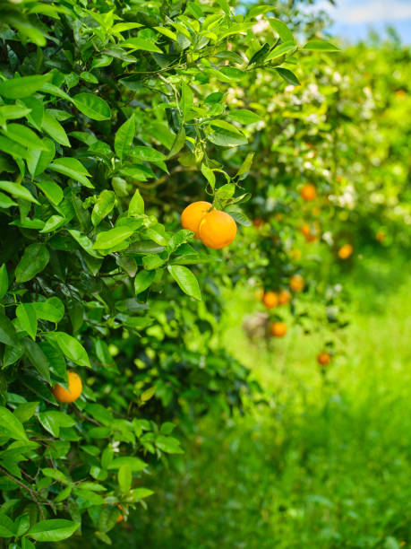 istock Orange grove - with ripe oranges 2157186003
