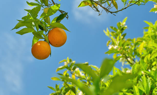 Orange tree garden, fresh green tree with little orange fruits on blurry background, summer time, harvest season
