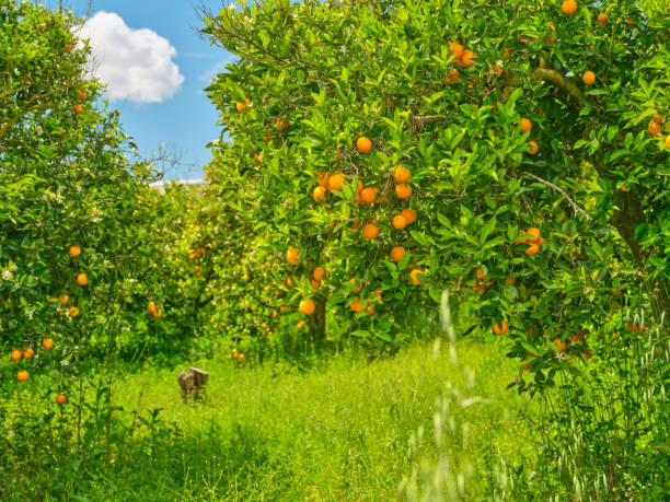 istock Orange grove - with ripe oranges 2157186017