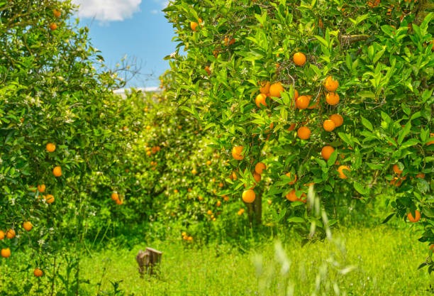 istock Orange grove - with ripe oranges 2157186019