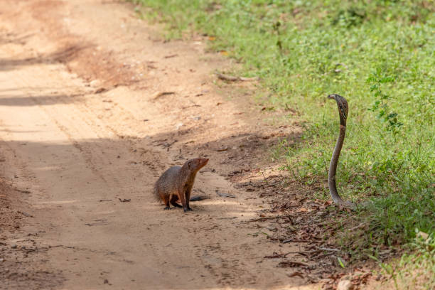 istock mongoose fights with an aggressive cobra in the wild 2157186287