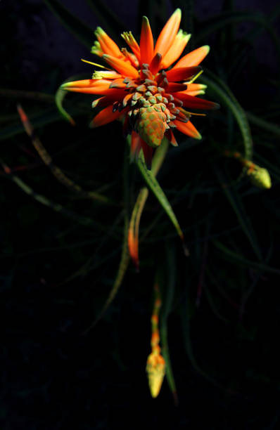 Sunset light on Aloe Arborescens plant in the backyard.
