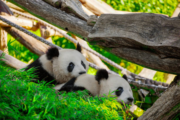 istock cheerful playing pandas on green lawn 2157186348
