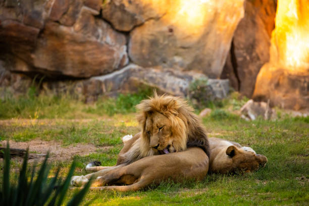 istock Pair adult Lions playing in nature 2157186350