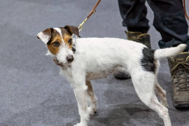 istock Jack russel terrier with woman 2157186391