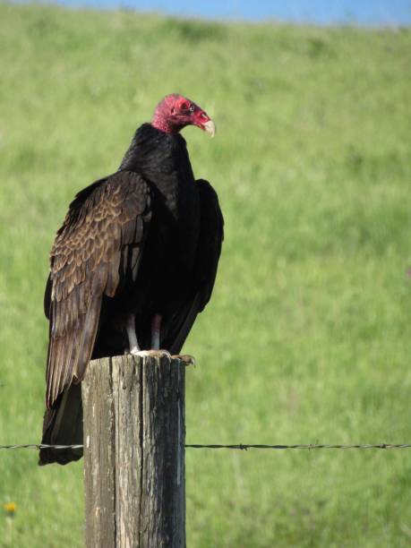 istock Turkey vulture California native bird 2157189743