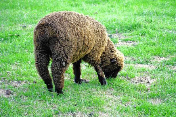 istock New Zealand South Island 2157189779