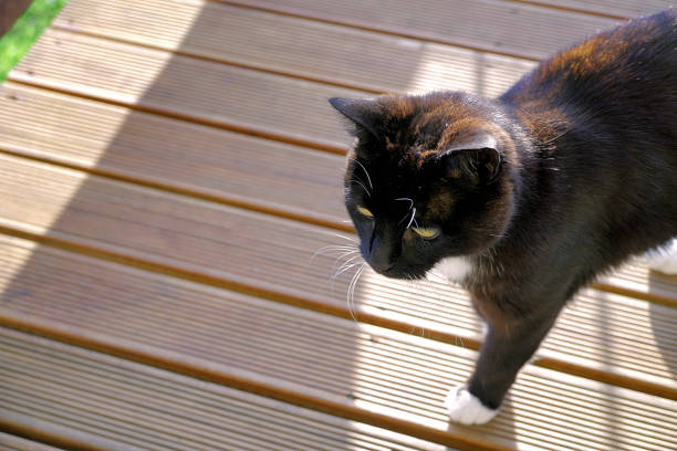 Feline or Cat at Little River on the Banks Peninsula. It is a peninsula of volcanic origin on the east coast of the South Island of New Zealand. It has an area of approximately 1,150 square kilometres and encompasses two large harbours and many smaller bays and coves.