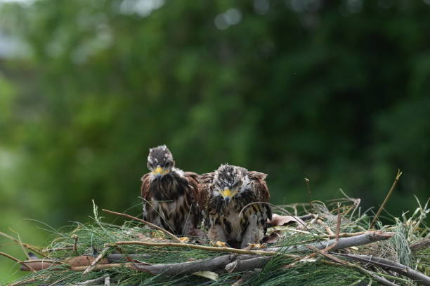 istock The Harris's Hawk takes care young hawks. 2157192521
