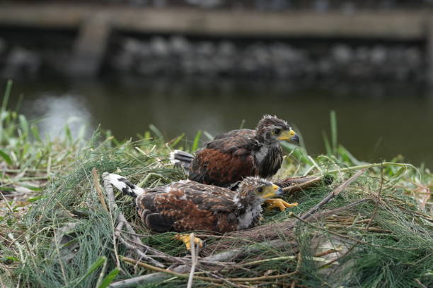 istock The Harris's Hawk takes care young hawks. 2157192975