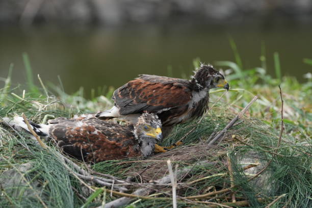 istock The Harris's Hawk takes care young hawks. 2157193038