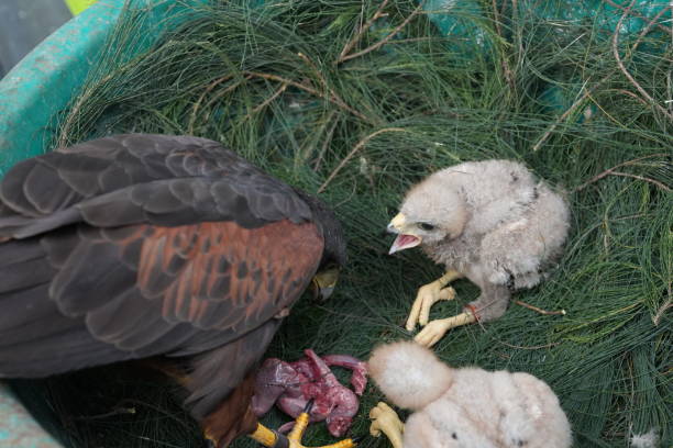 istock The Harris's Hawk takes care young hawks. 2157193142