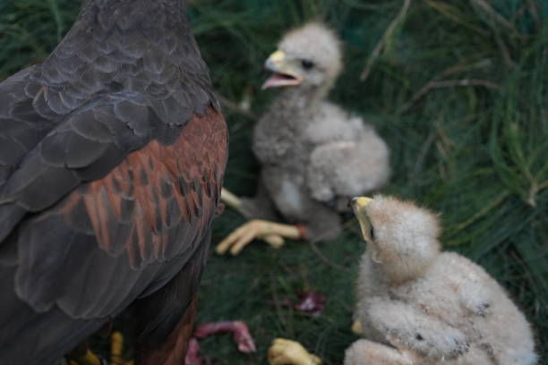istock The Harris's Hawk takes care young hawks. 2157193678