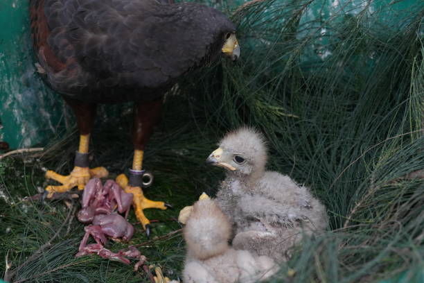 istock The Harris's Hawk takes care young hawks. 2157193685