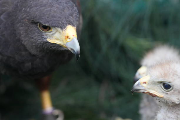 istock The Harris's Hawk takes care young hawks. 2157193694