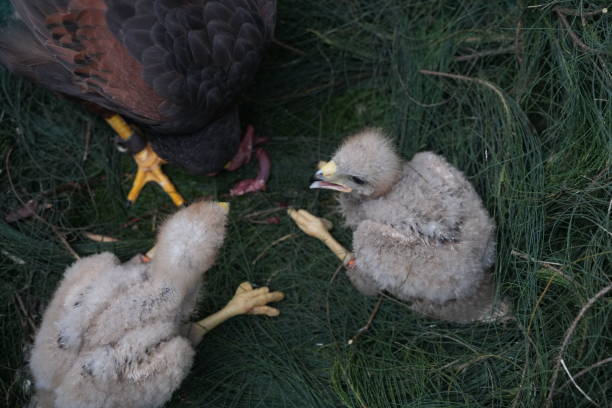 istock The Harris's Hawk takes care young hawks. 2157193720