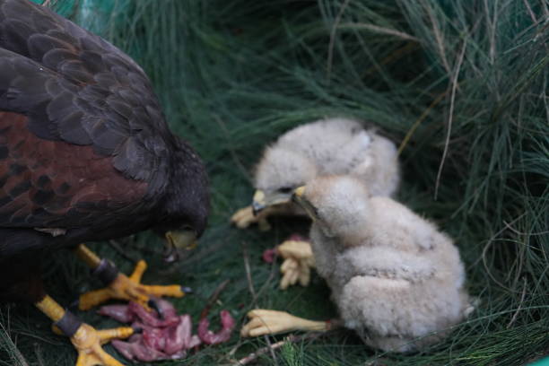 istock The Harris's Hawk takes care young hawks. 2157193730