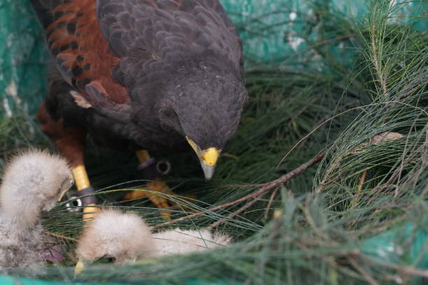 istock The Harris's Hawk takes care young hawks. 2157193735