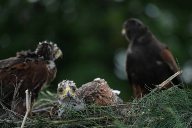istock The Harris's Hawk takes care young hawks. 2157193761