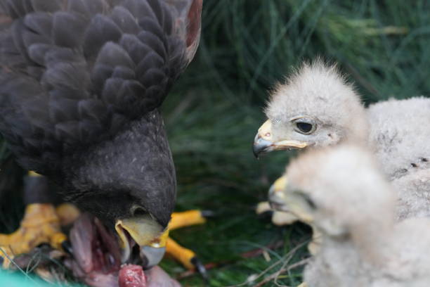 istock The Harris's Hawk takes care young hawks. 2157193788