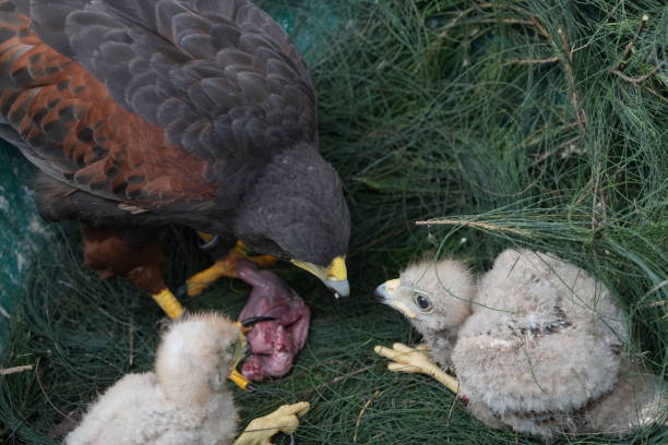 istock The Harris's Hawk takes care young hawks. 2157193812