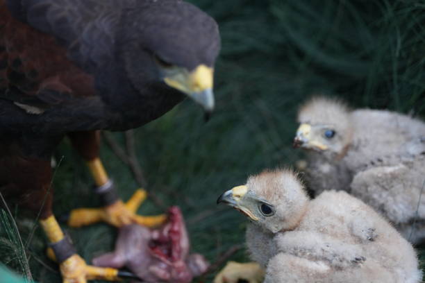 istock The Harris's Hawk takes care young hawks. 2157193840