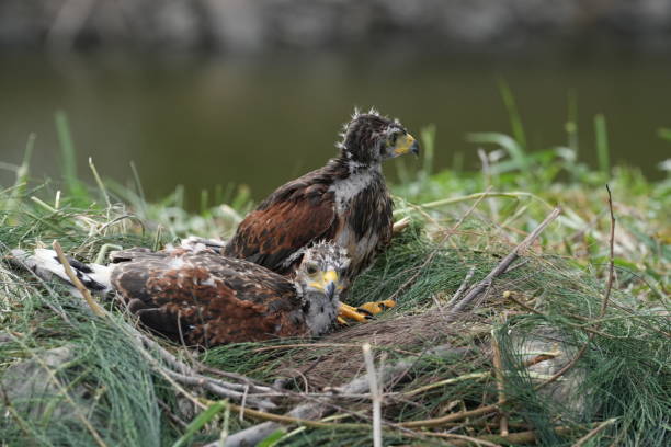 istock The Harris's Hawk takes care young hawks. 2157193885