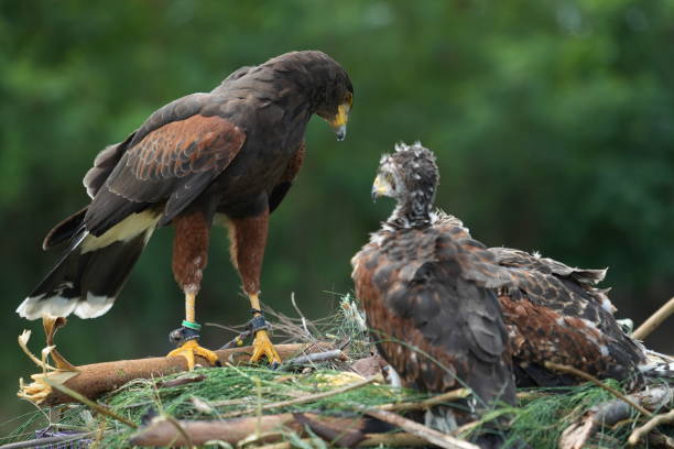 istock The Harris's Hawk takes care young hawks. 2157194057