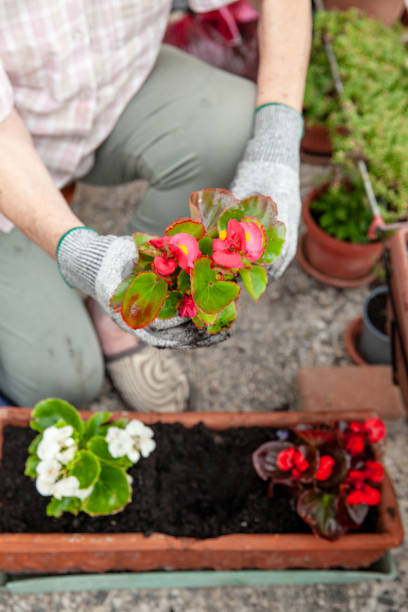 istock Young flower plants being planted and arranged in a bigger clay pot 2157194083