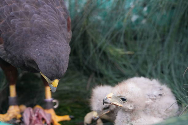 istock The Harris's Hawk takes care young hawks. 2157194178