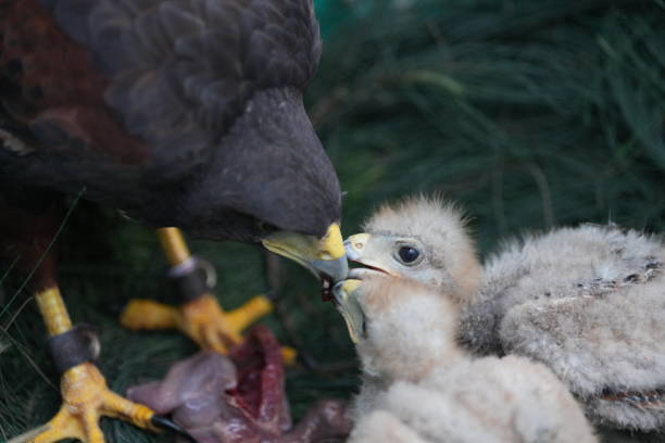 istock The Harris's Hawk takes care young hawks. 2157194205