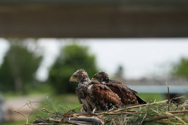 The Harris's Hawk takes care young hawks.