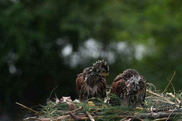 istock The Harris's Hawk takes care young hawks. 2157195363