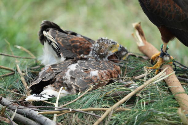 istock The Harris's Hawk takes care young hawks. 2157195428