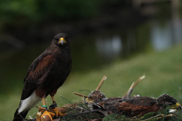istock The Harris's Hawk takes care young hawks. 2157196308